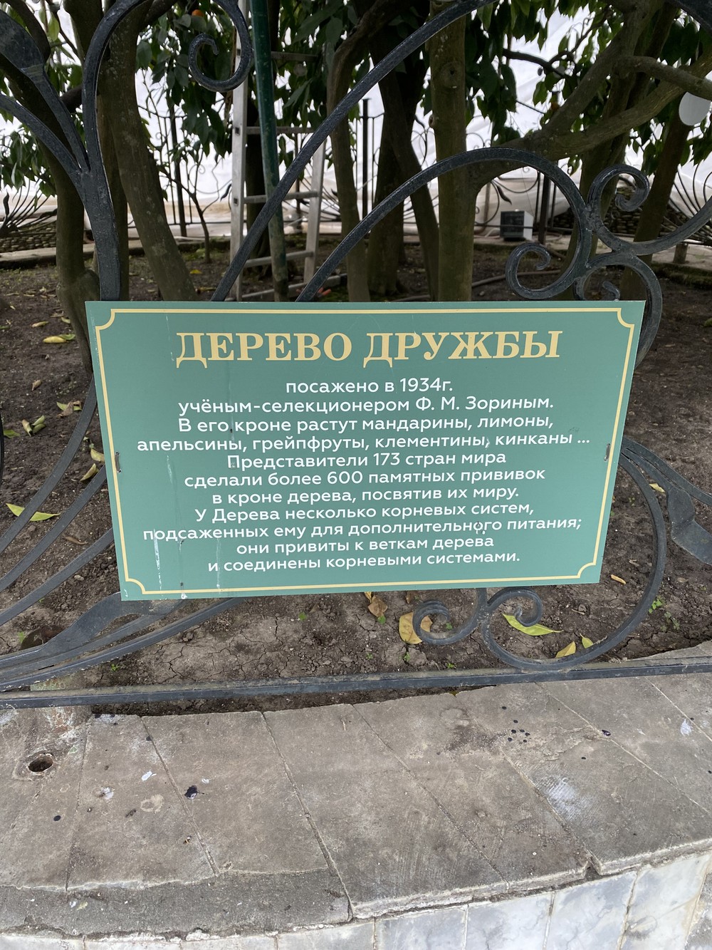Удивительный Сочи: знакомство с городом — фото 6